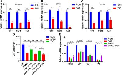 Integration of Transcriptomics and Metabolomics Reveals the Antitumor Mechanism Underlying Tadalafil in Colorectal Cancer
